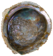Abalone corrugata naturelle Coquille d'Ormeau